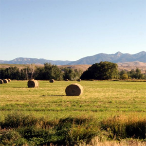 montana-in-article