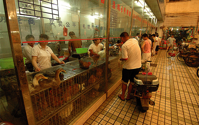 Live poultry market, Shanghai, China. Photo by kdriese on Flickr.